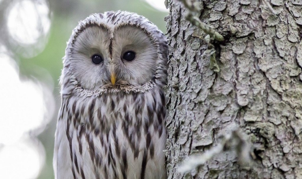 フクロウの視点